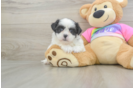Hypoallergenic Shitzu Designer Puppy