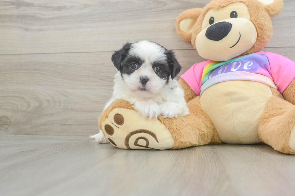 5 week old Teddy Bear Puppy For Sale - Seaside Pups