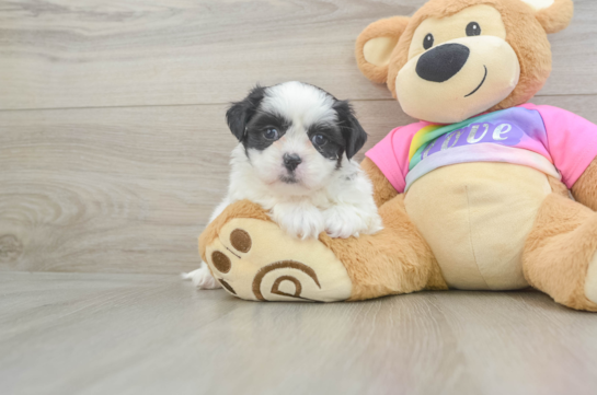 Hypoallergenic Shitzu Designer Puppy