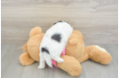 Petite Teddy Bear Designer Pup
