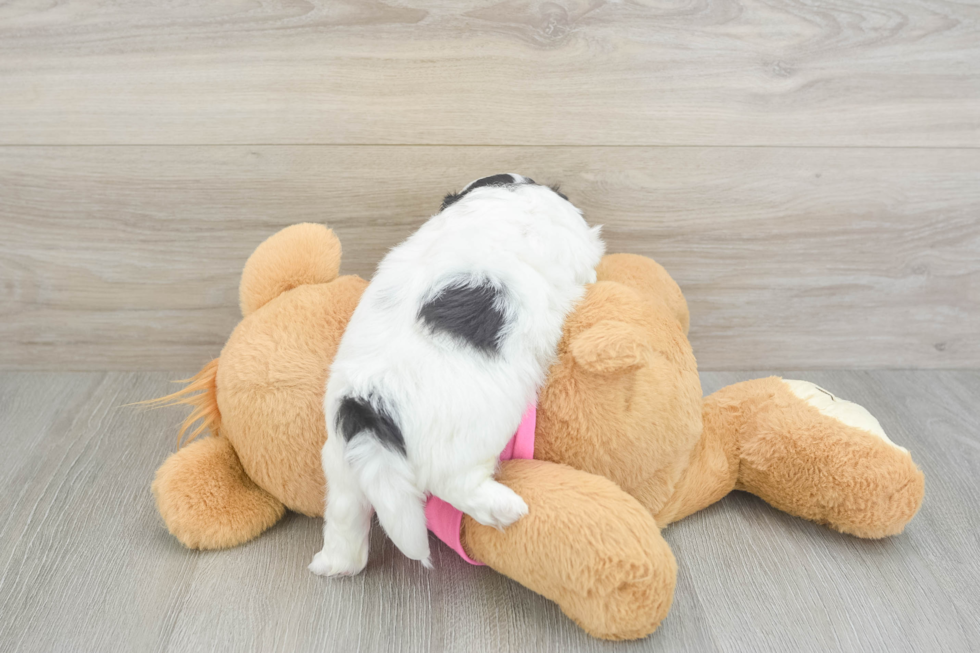 Petite Teddy Bear Designer Pup