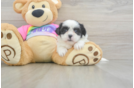 Small Teddy Bear Baby