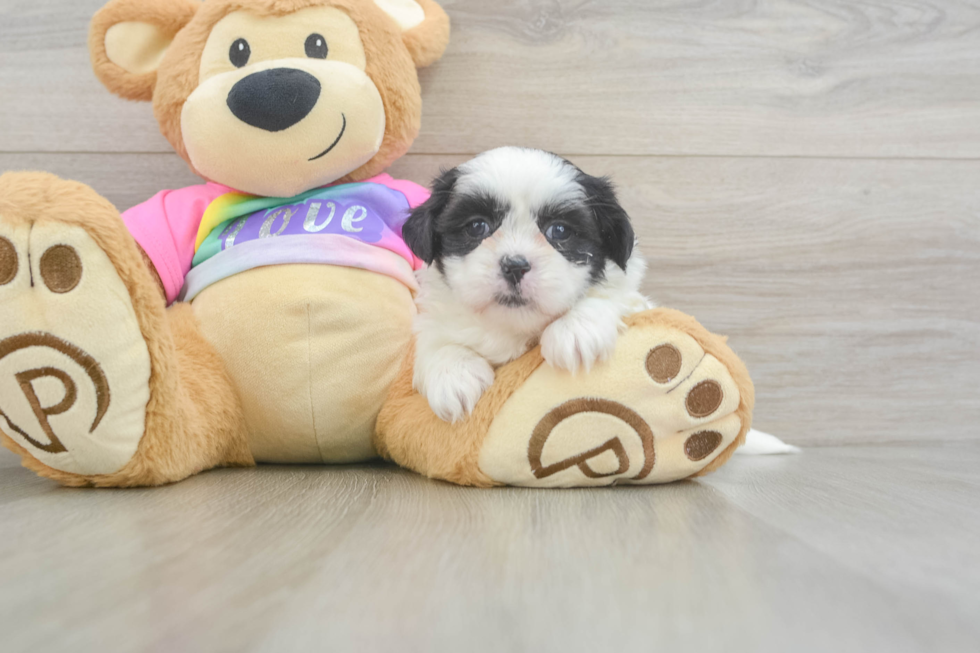 Small Teddy Bear Baby