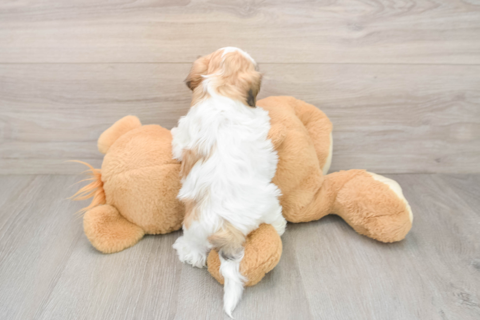 Teddy Bear Puppy for Adoption