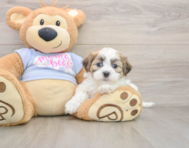 7 week old Teddy Bear Puppy For Sale - Seaside Pups