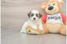 Teddy Bear Pup Being Cute