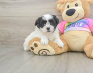 6 week old Teddy Bear Puppy For Sale - Seaside Pups