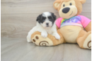 Small Teddy Bear Baby
