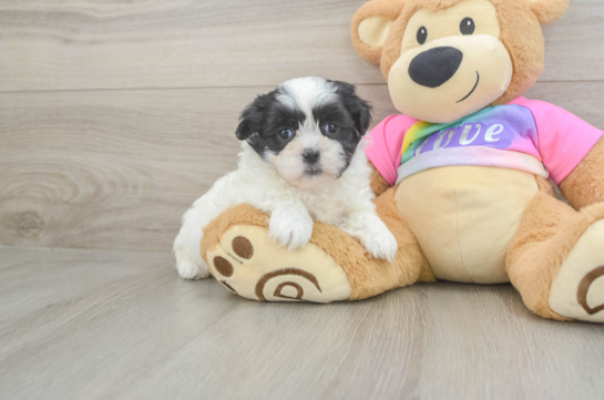 Small Teddy Bear Baby