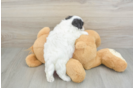 Teddy Bear Pup Being Cute
