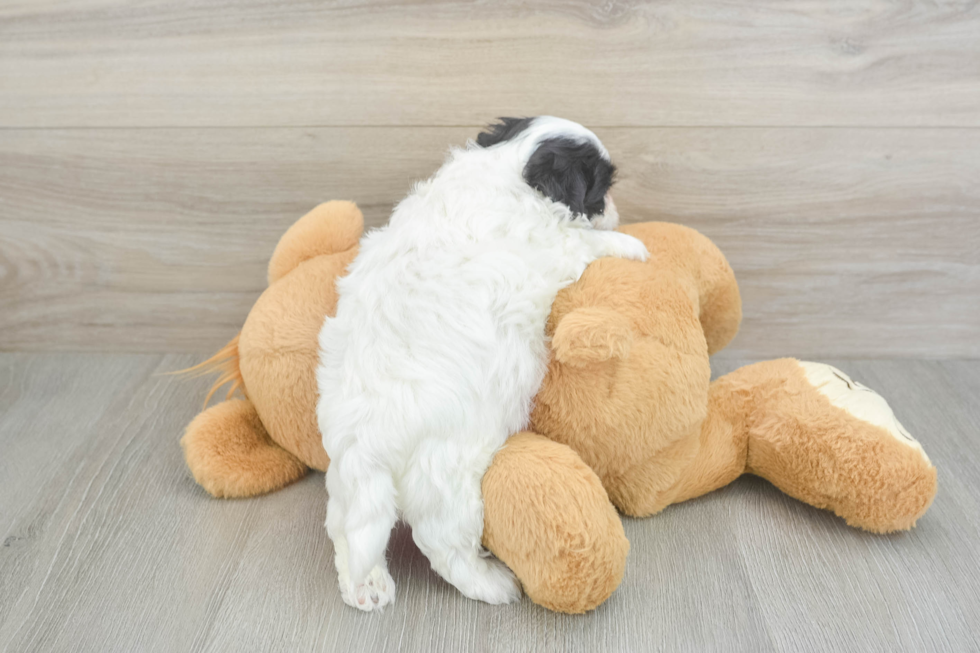 Teddy Bear Pup Being Cute
