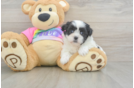 Teddy Bear Pup Being Cute