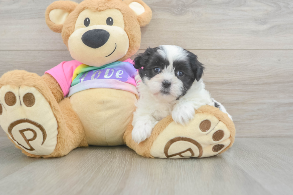 Teddy Bear Pup Being Cute