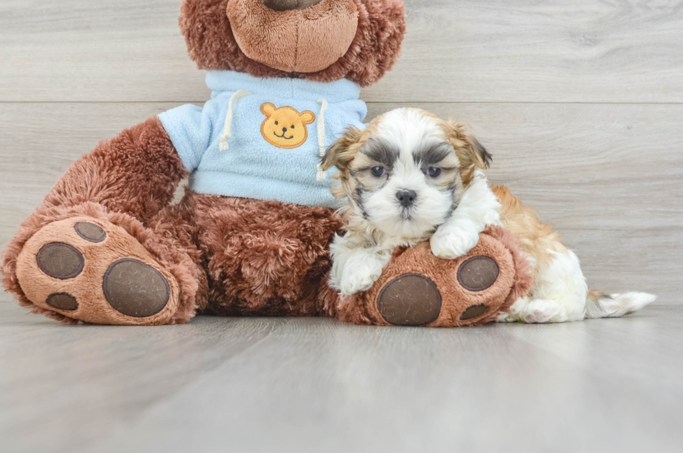 8 week old Teddy Bear Puppy For Sale - Seaside Pups