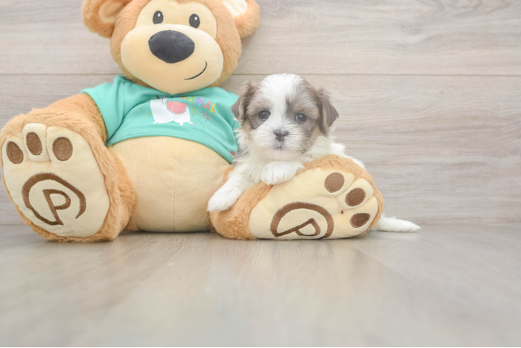 Popular Teddy Bear Designer Pup