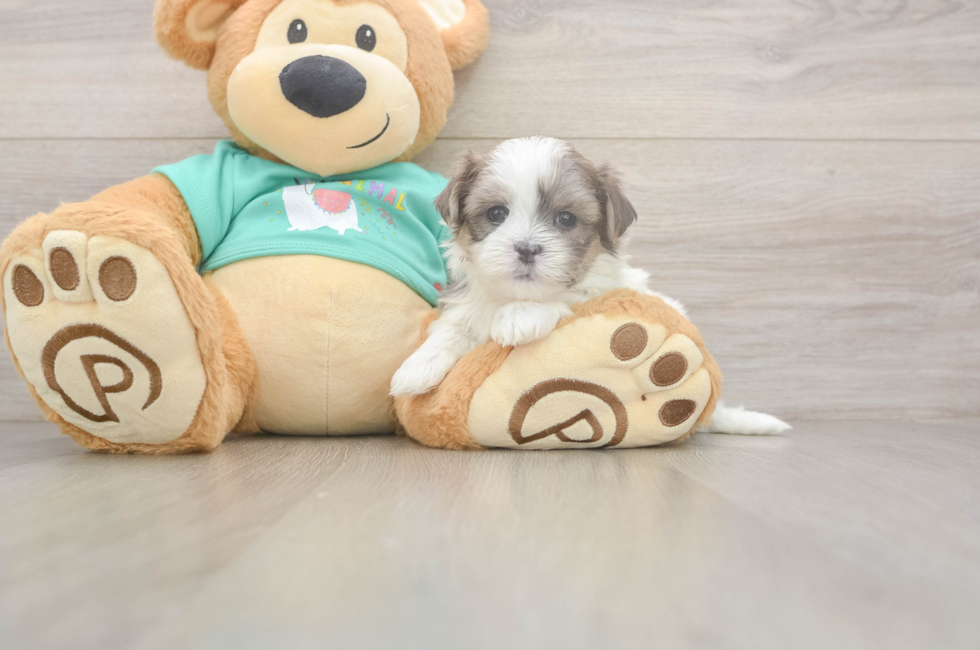 5 week old Teddy Bear Puppy For Sale - Seaside Pups