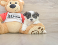 8 week old Teddy Bear Puppy For Sale - Seaside Pups