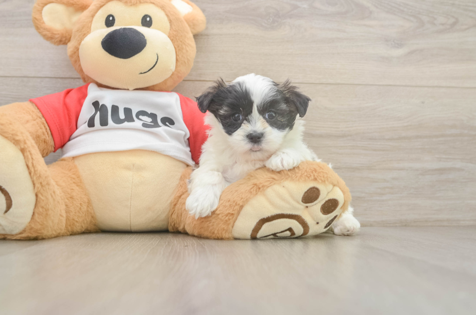 6 week old Teddy Bear Puppy For Sale - Seaside Pups