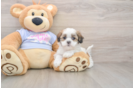 Teddy Bear Puppy for Adoption