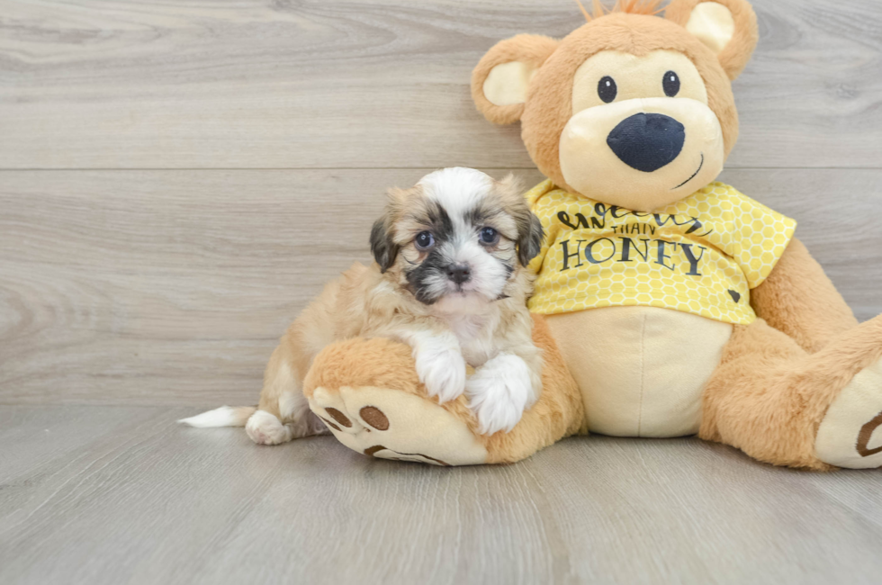 7 week old Teddy Bear Puppy For Sale - Seaside Pups