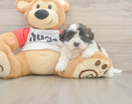 8 week old Teddy Bear Puppy For Sale - Seaside Pups