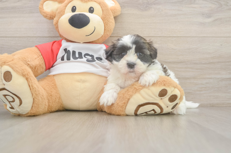 6 week old Teddy Bear Puppy For Sale - Seaside Pups