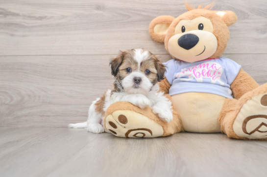 Teddy Bear Pup Being Cute