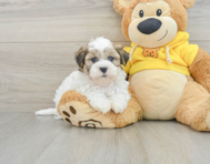 7 week old Teddy Bear Puppy For Sale - Seaside Pups