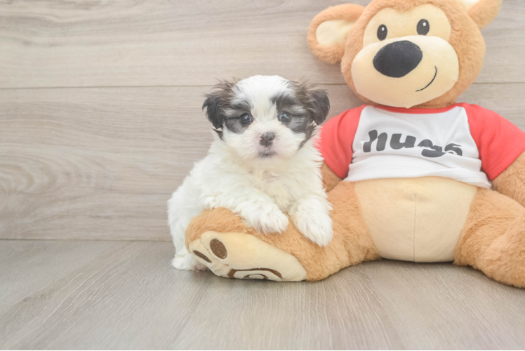 Hypoallergenic Shichon Designer Puppy