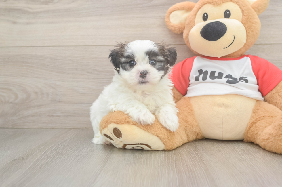 6 week old Teddy Bear Puppy For Sale - Seaside Pups