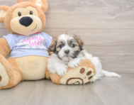 6 week old Teddy Bear Puppy For Sale - Seaside Pups