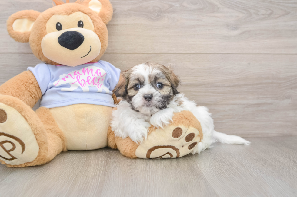 Best Teddy Bear Baby