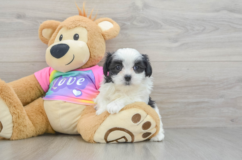 6 week old Teddy Bear Puppy For Sale - Seaside Pups