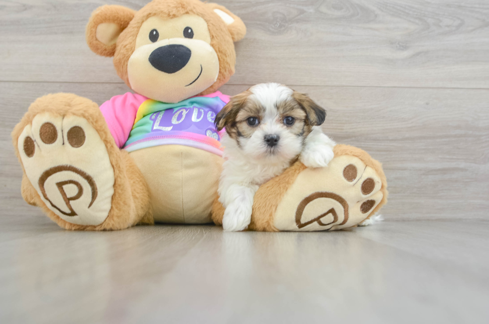 6 week old Teddy Bear Puppy For Sale - Seaside Pups