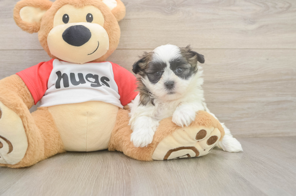 6 week old Teddy Bear Puppy For Sale - Seaside Pups