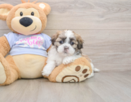 6 week old Teddy Bear Puppy For Sale - Seaside Pups