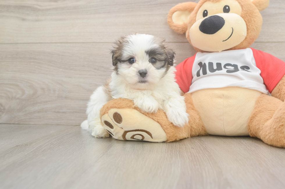 6 week old Teddy Bear Puppy For Sale - Seaside Pups