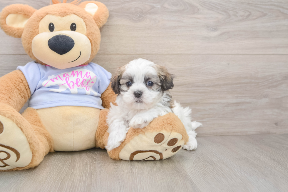 Small Teddy Bear Baby