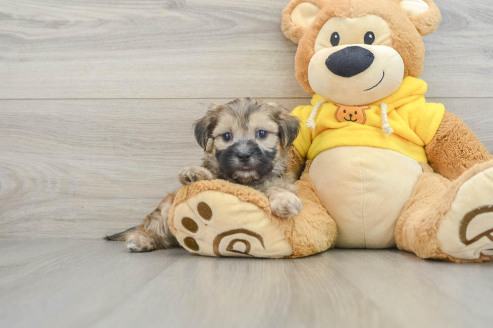 Teddy Bear Puppy for Adoption