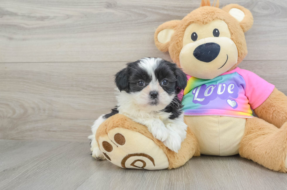 6 week old Teddy Bear Puppy For Sale - Seaside Pups