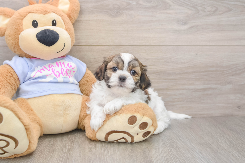 Small Teddy Bear Baby