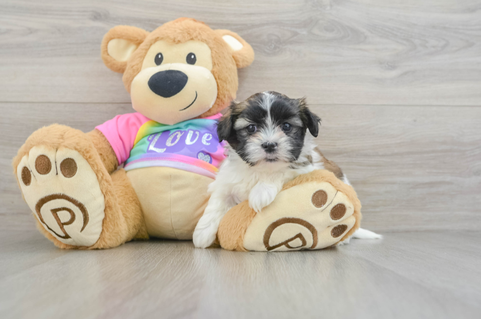 6 week old Teddy Bear Puppy For Sale - Seaside Pups