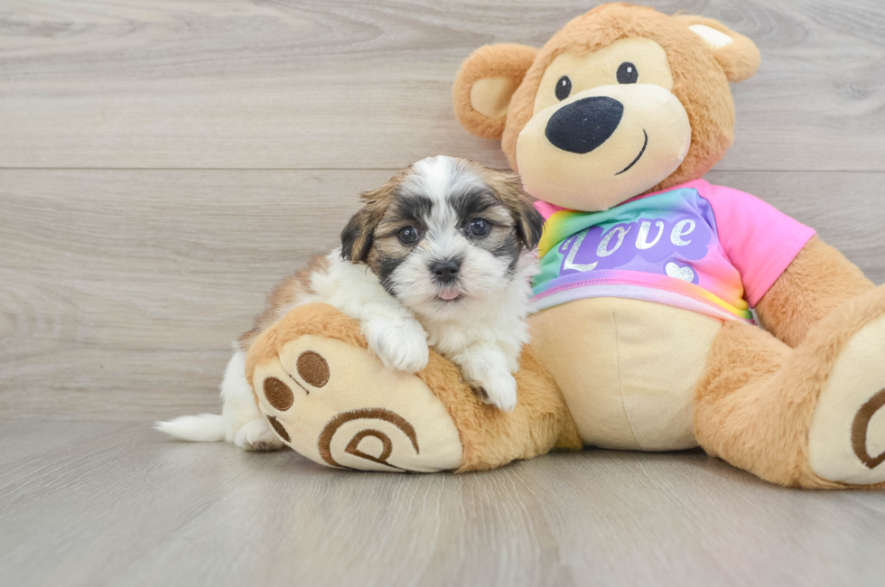 6 week old Teddy Bear Puppy For Sale - Seaside Pups