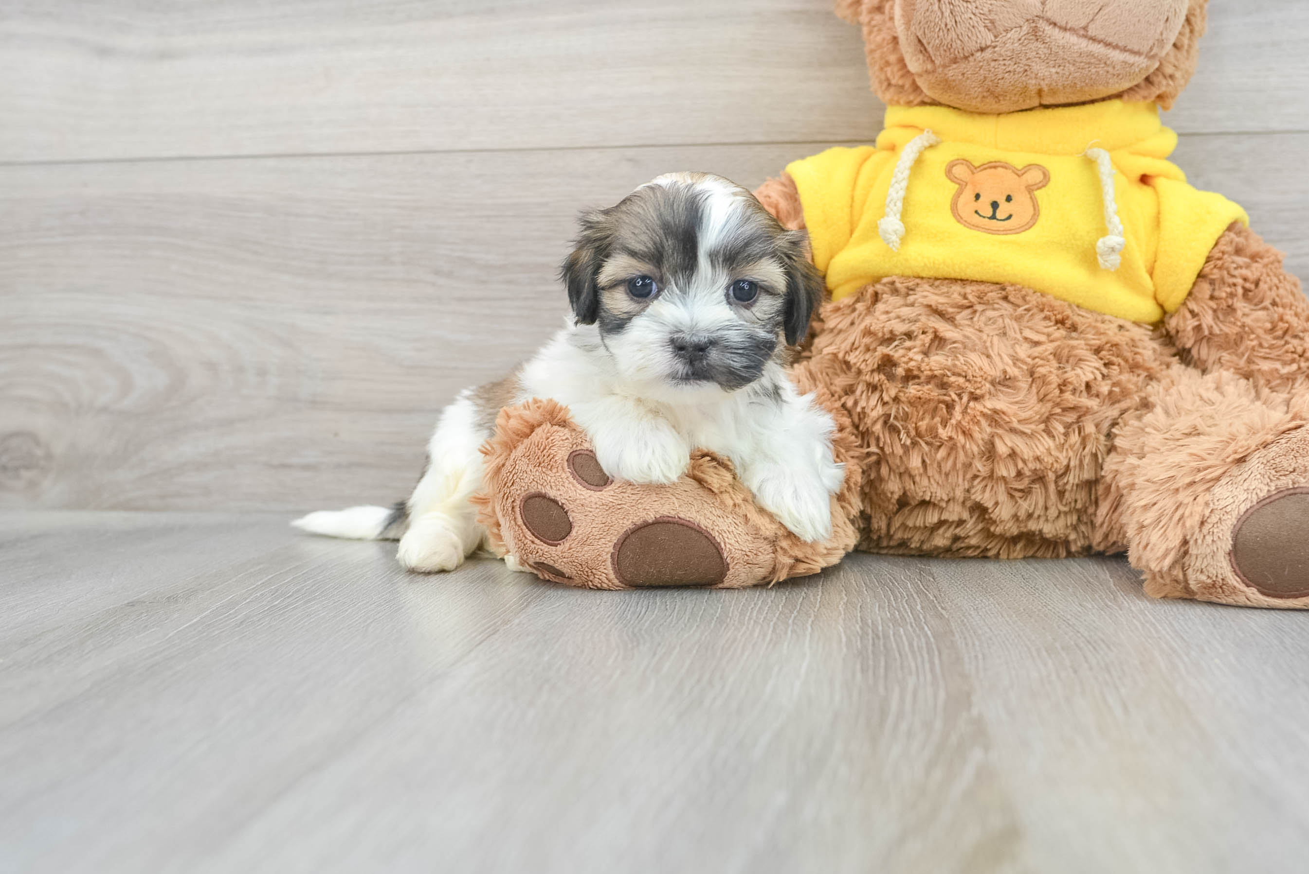 Havanese teddy bear puppies for clearance sale