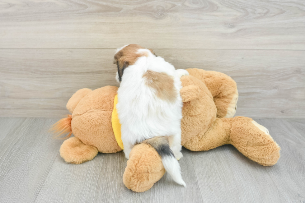 Teddy Bear Pup Being Cute