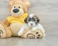 7 week old Teddy Bear Puppy For Sale - Seaside Pups