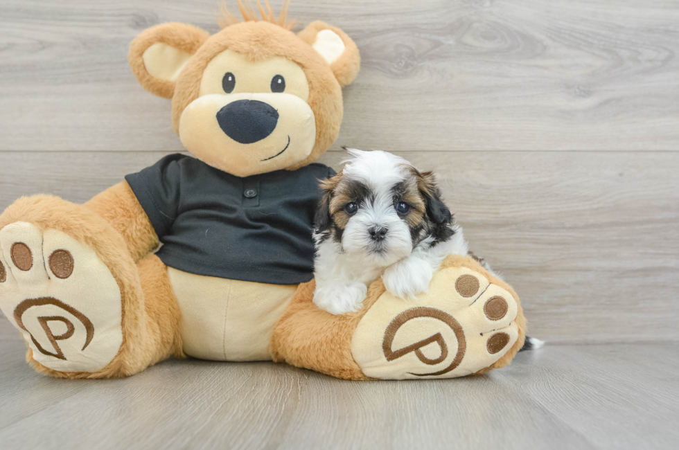 5 week old Teddy Bear Puppy For Sale - Seaside Pups