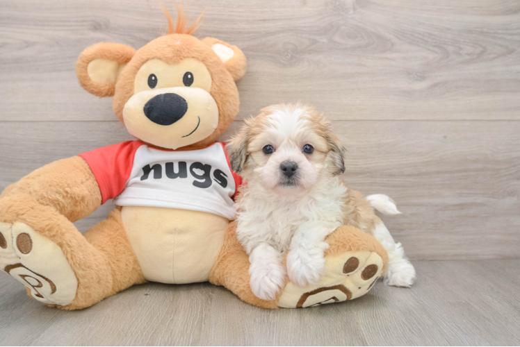Teddy Bear Pup Being Cute