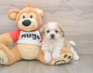 5 week old Teddy Bear Puppy For Sale - Seaside Pups