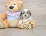 6 week old Teddy Bear Puppy For Sale - Seaside Pups